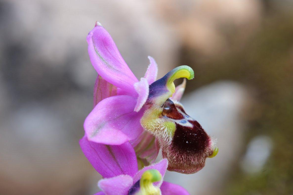 Anno nuovo, orchidee nuove: dalla Grecia con passione.